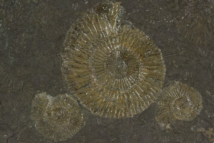 Dactylioceras Ammonite Cluster - Posidonia Shale, Germany #100247